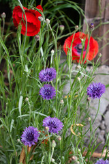 Fototapeta premium poppies and cornflowers