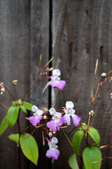 pink and white flowers against a wood fence