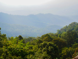 trees in rain forest and mountain
