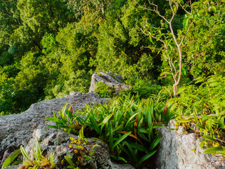 trees in rain forest and mountain