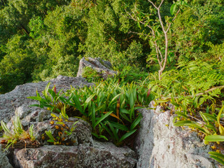 trees in rain forest and mountain