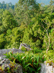 trees in rain forest and mountain