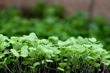 Small seedlings of lettuce growing. green blurred background.