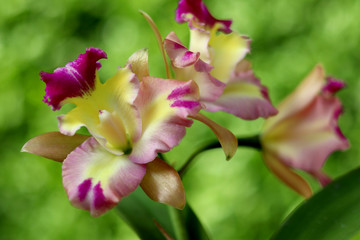Fresh orchid flower in garden for postcard and agriculture idea concept design.
