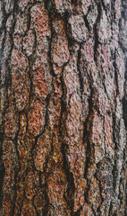 Close up texture background of pine bark tree