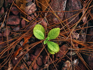 plant growing out of dry leaf and stone