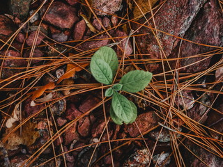 plant growing out of dry leaf and stone
