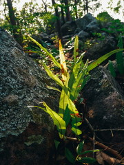 basket fern growing on rock in rain forest