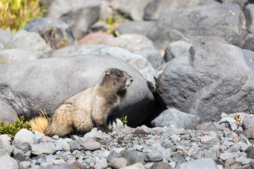 A hoary marmot sitting in front of its den in Mt Rainier National Park
