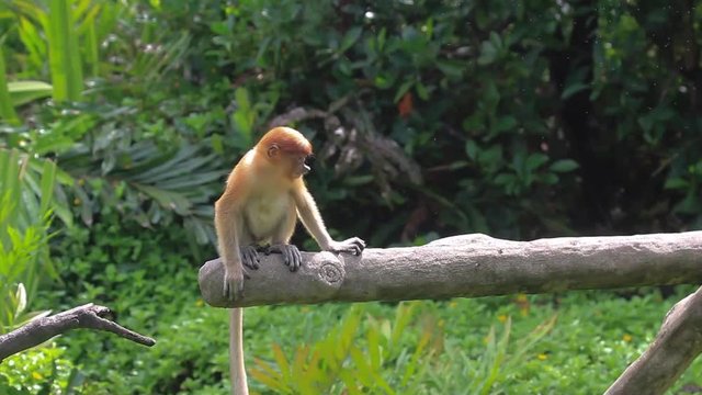 Proboscis Monkeys in Borneo jungle 