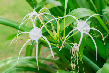 White fragrant flowers of Crinum lily, Cape lily, Spider lily, Poison bulb (Crinum Asiaticum) are blooming in the nature garden