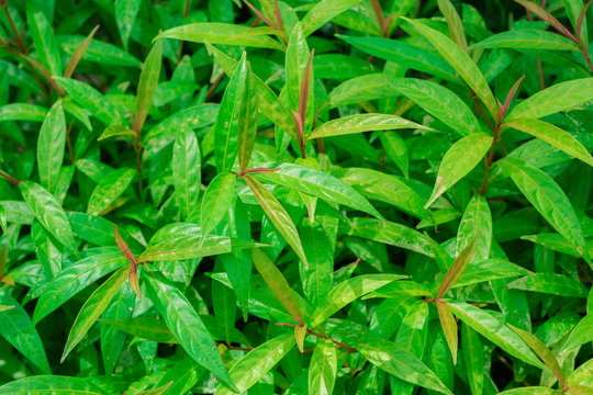 Fresh green leaves pattern of Justicia Gendarussa Burm (Polygala Chinensis Linn) are growing in the herb garden