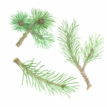 Watercolor spruce branches and cones