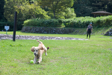 那須疎水公園_ゴールデンレトニエル