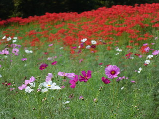 コスモスと花畑