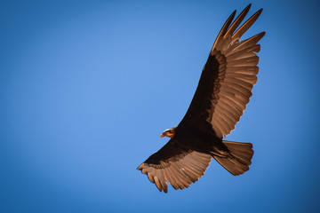 eagle in flight