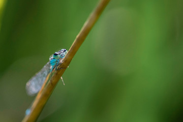Agrion.