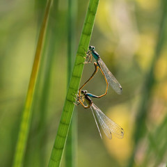 Agrion.