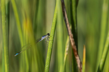 Agrion.