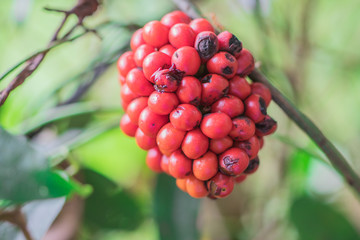 Closeup the cluster of ripe red fruits of Bai-ya-nang (Limacia Triandra Miers) on the ivy plant in the organic herb garden