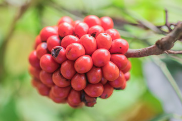 Closeup the cluster of ripe red fruits of Bai-ya-nang (Limacia Triandra Miers) on the ivy plant in the organic herb garden