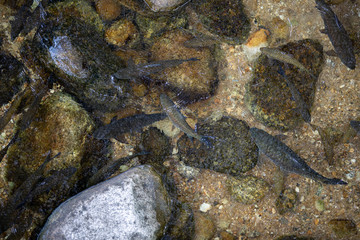 Fish in the stream