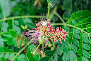 Beautiful pink flower of Rain Tree, East Indian Walnut, Monkey Pod (Samanea Saman) on tree in the tropical forest