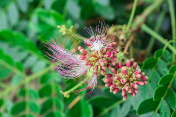 Beautiful pink flower of Rain Tree, East Indian Walnut, Monkey Pod (Samanea Saman) on tree in the tropical forest