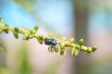 Closeup single house fly (Diptera) on the  stem of the cluster on palm tree with nature blur background