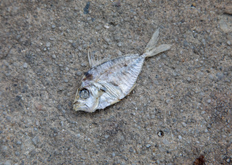 Dry fish die from fisheries