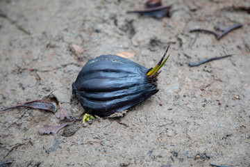 Nypa fruticans at the edge of the mangrove forest