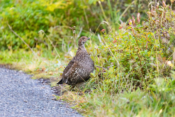A female grouse at Paradise in Mt. Rainier National Park