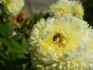bee on yellow chrysanthemum
