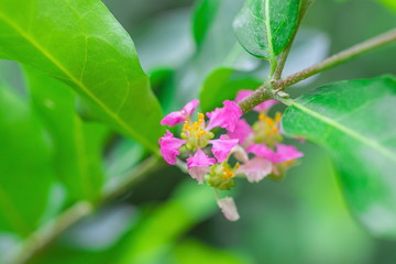 Beautiful pink flowers of Barbados or Acerola Cherry (Malpighia Glabra) are blooming on tree in tropical fruit garden