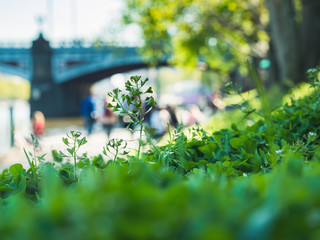 Clovers, grass, and other green plants in an urban park, in the background there is blurred people, a river and a bridge. 