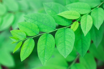 Fresh green leaves pattern of Star gooseberry (Phyllanthus Acidus Skeels) on the branches on tree in fruit garden