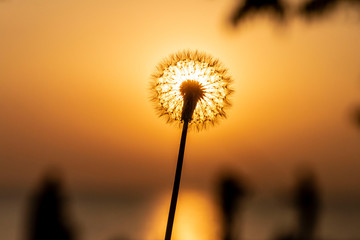 Dandelion flying with the wind at sunset in spring time