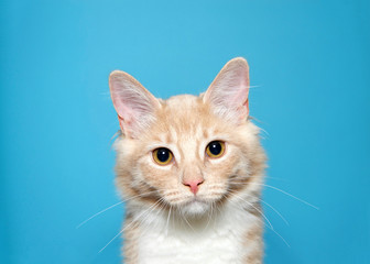 Portrait of an orange and white tabby kitten looking directly at viewer with curious expression....