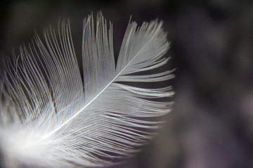 Feather on a dark background. Macro. copy space for text.