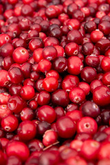 A lot of ripe cranberry. Copy space for text. Cranberry - vitamin berry.