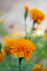 yellow flowers in garden
