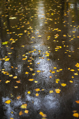 Autumn background, Bright yellow autumn leaves on the ground.