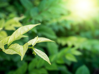 Closeup nature view of green leaf on blurred greenery background 03
