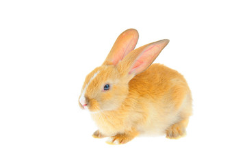 The rabbit in a white background