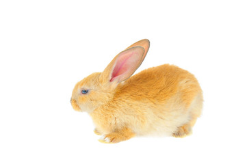 The rabbit in a white background