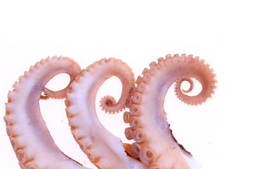 Octopus on a white background