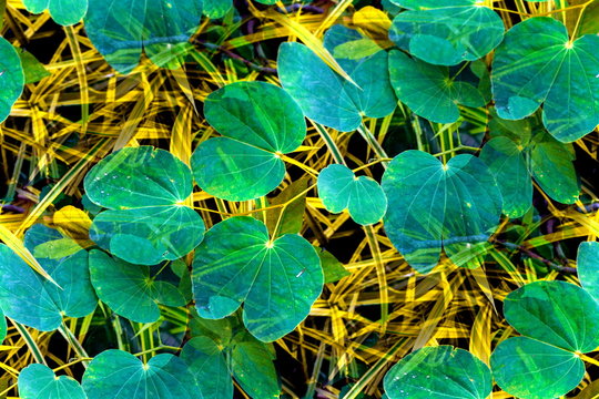 Bauhinia Purpurea (Bauhinia Variegata) fresh green leaves on the branch in yellow narrow leaves background
