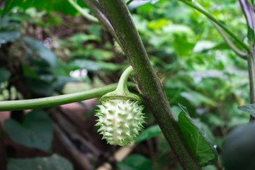 Closeup raw thorny fruit of Datura Stramonium, Thorn Apple, Apple of Peru, Green Thorn Apple, Hindu Datura (Datura Metel) hanging with the branch on tree in the organic garden