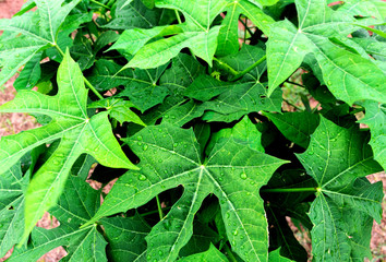 Fresh green leaves of Tree spinach or Chaya (Cnidoscolus Chayamansa McVaugh) on tree in vegetable garden