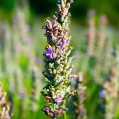 close up of lavender flower in provence -south of france